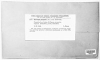 Claviceps purpurea image